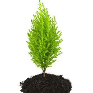 Lemon Scented Goldcrest Cypress Tree - Live Plant - 2.5