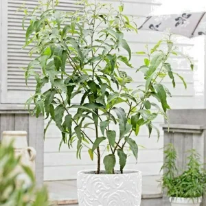 Lemon Scented Gum Eucalyptus Seeds or Live Plant - Fragrant Evergreen - Image 1