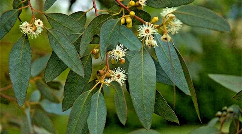 Lemon Scented Gum Seeds or Live Plant - Eucalyptus citriodora - Fragrant Foliage - Image 4