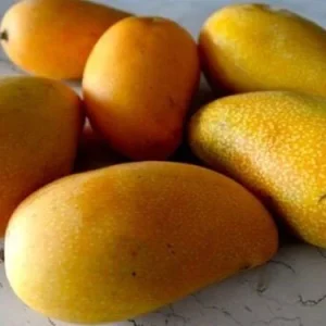 Lemon Zest Mango Tree – Grafted Live Plant – 1 ft Tall – Ships in 6 inch Pot - Image 1