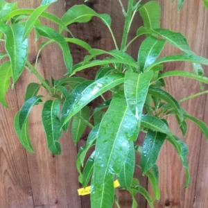 Lemon Zest Mango Tree Live Plant Grafted 2-4 Ft Tall Tropical Fruit - Image 2