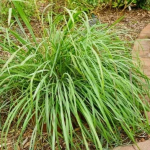 Lemongrass Live Plant - 2 Containers, 4 Inch Pot - Culinary Herb Cymbopogon Citratus - Image 2