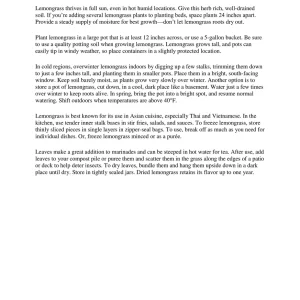 Lemongrass Live Plant - 2 Containers, 4 Inch Pot - Culinary Herb Cymbopogon Citratus - Image 5