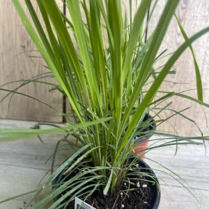 Lemongrass Live Plant – Cymbopogon citratus – 5