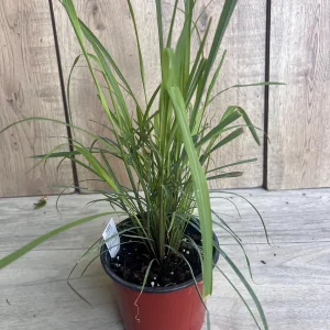 Lemongrass Live Plant – Cymbopogon citratus – 5