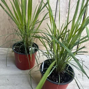 Lemongrass Live Plant – Cymbopogon citratus – 5