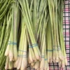Lemongrass Live Starter Plants - Cymbopogon citratus - Fragrant Culinary Herb - Image 1