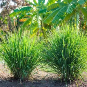 Lemongrass Live Starter Plants - Cymbopogon citratus - Fragrant Culinary Herb - Image 3