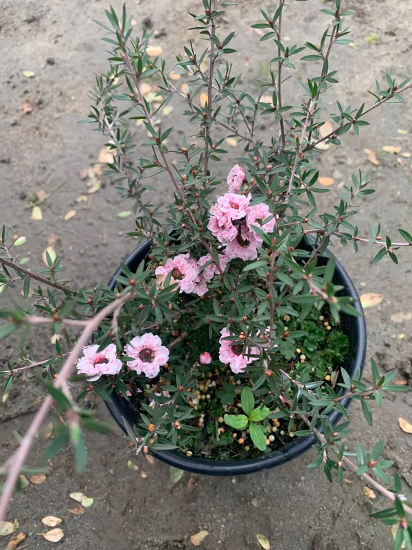 Leptospermum 'Apple Blossom' Live Plant, 6 inch Pot, Outdoor Shrub - Image 2