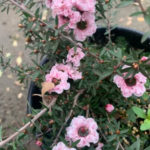 Leptospermum 'Apple Blossom' Live Plant, 6 inch Pot, Outdoor Shrub - Image 1
