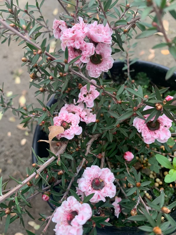 Leptospermum 'Apple Blossom' Live Plant, 6 inch Pot, Outdoor Shrub - Image 1