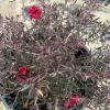 Leptospermum 'Ruby Glow' Live Plant – 2 to 3 Feet Tall – 3 Gallon Pot – Outdoor Shrub - Image 1