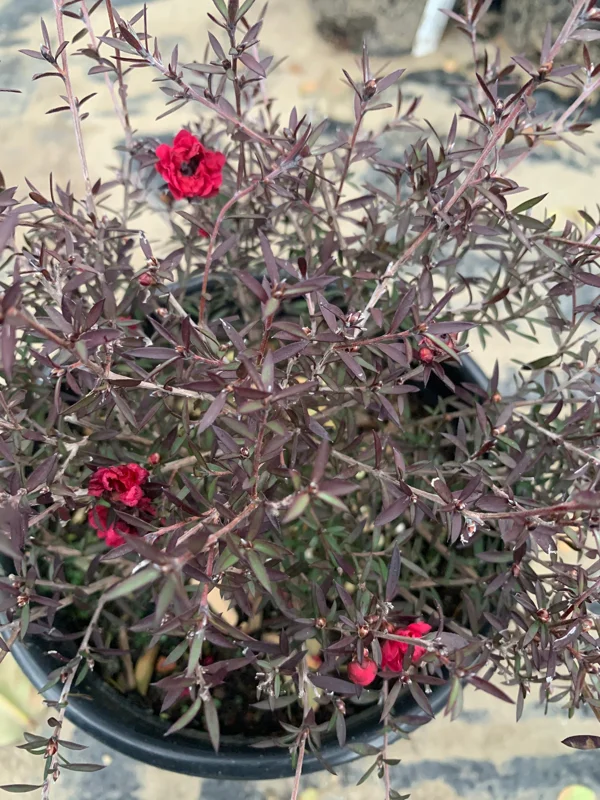 Leptospermum 'Ruby Glow' Live Plant – 2 to 3 Feet Tall – 3 Gallon Pot – Outdoor Shrub - Image 1