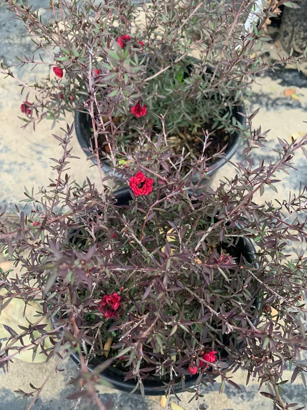Leptospermum 'Ruby Glow' Live Plant – 2 to 3 Feet Tall – 3 Gallon Pot – Outdoor Shrub - Image 2