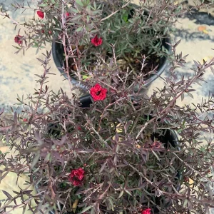 Leptospermum 'Ruby Glow' Live Plant – 6 inch Pot – Outdoor Shrub - Image 2