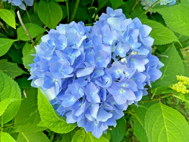 Let's Dance Arriba Hydrangea Seeds - Reblooming Blue Macrophylla - Image 2