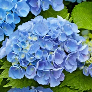 Let's Dance Arriba Hydrangea Seeds - Reblooming Blue Macrophylla - Image 3
