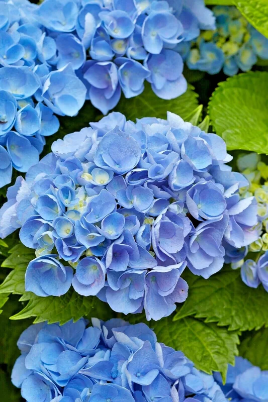 Let's Dance Arriba Hydrangea Seeds - Reblooming Blue Macrophylla - Image 3