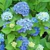 Let's Dance Arriba Hydrangea Seeds - Reblooming Blue Macrophylla - Image 1