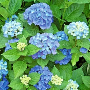 Let's Dance Arriba Hydrangea Seeds - Reblooming Blue Macrophylla - Image 1