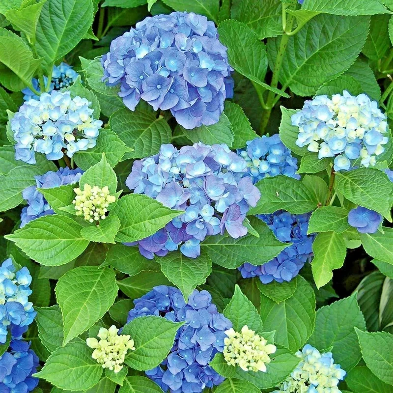 Let's Dance Arriba Hydrangea Seeds - Reblooming Blue Macrophylla - Image 1