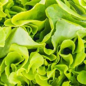 Lettuce Seeds 100 Count – Vegetable Seeds for Home Garden - Image 2