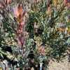 Leucadendron Afterburner Live Plant – 1ft Tall – 6 inch Pot – Outdoor Shrub - Image 1