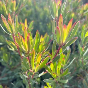 Leucadendron Afterburner Live Plant – 6 inch Pot – Outdoor Shrub - Image 2