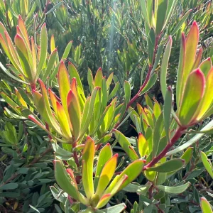 Leucadendron Afterburner Live Plant – 6 inch Pot – Outdoor Shrub - Image 1