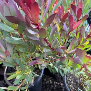 Leucadendron 'Hawaii Magic' Live Plant - 1 Gallon Pot, 1ft Tall, Outdoor Shrub - Image 3