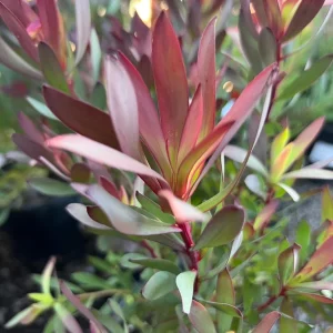 Leucadendron 'Hawaii Magic' Live Plant - 1 Gallon Pot, 1ft Tall, Outdoor Shrub - Image 1