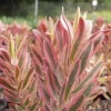 Leucadendron Jester Live Plant – 1ft Tall, 6-inch Pot – Outdoor Shrub - Image 1
