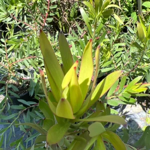 Leucadendron Rising Sun Live Plant - 1ft Tall in 6in Pot - Outdoor Shrub - Image 1
