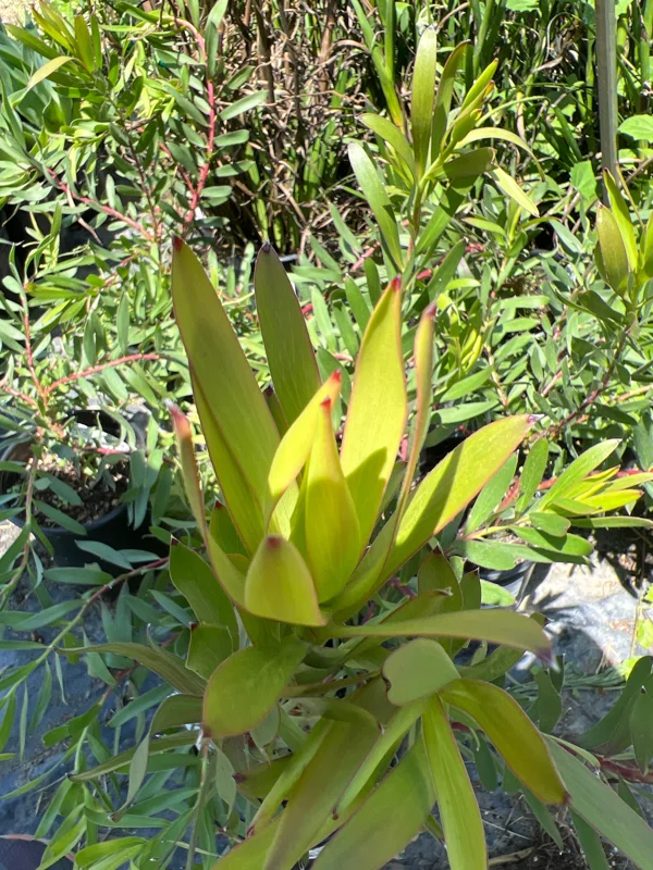 Leucadendron Rising Sun Live Plant - 1ft Tall in 6in Pot - Outdoor Shrub - Image 1