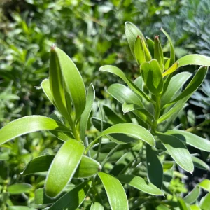 Leucadendron Safari Gold-strike Live Plant 1ft Tall in 6