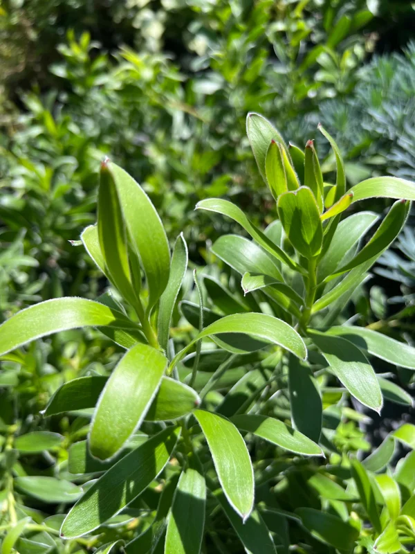 Leucadendron Safari Gold-strike Live Plant 1ft Tall in 6" Pot – Outdoor Shrub - Image 2
