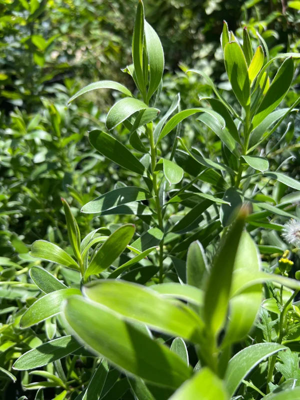 Leucadendron Safari Gold-strike Live Plant 1ft Tall in 6" Pot – Outdoor Shrub - Image 1