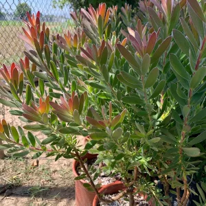 Leucadendron Safari Sunset Live Plant – 6