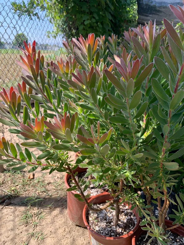 Leucadendron Safari Sunset Live Plant – 6" Pot Evergreen Shrub - Image 2