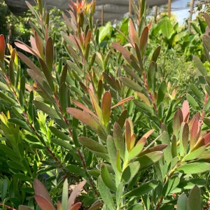 Leucadendron Safari Sunset Live Plant – 6