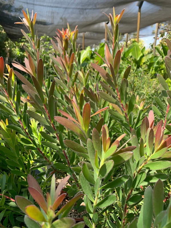 Leucadendron Safari Sunset Live Plant – 6" Pot Evergreen Shrub - Image 3