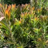 Leucadendron Safari Sunset Live Plant – 6" Pot Evergreen Shrub - Image 1