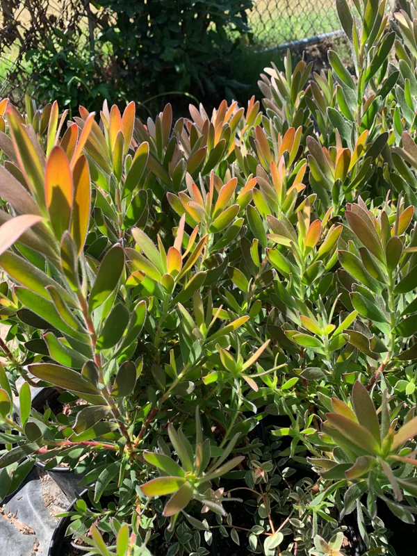 Leucadendron Safari Sunset Live Plant – 6" Pot Evergreen Shrub - Image 1