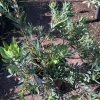 Leucadendron Salignum 'Blush' Live Plant - Red Foliage, 1 Gallon Pot - Image 1