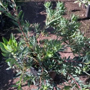 Leucadendron Salignum 'Blush' Live Plant - Red Foliage, 1 Gallon Pot - Image 1