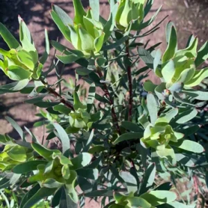 Leucadendron Salignum 'Blush' Live Plant - Red Foliage, 1 Gallon Pot - Image 2