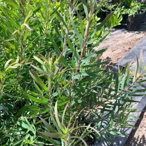 Leucadendron Salignum 'Chief' Live Plant - 1 Gallon Pot, Red Foliage Shrub - Image 2