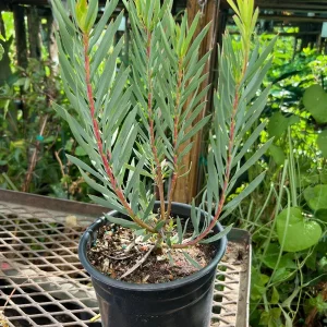 Leucadendron Salignum Golden Tulip Live Plant – 1ft Tall in 6