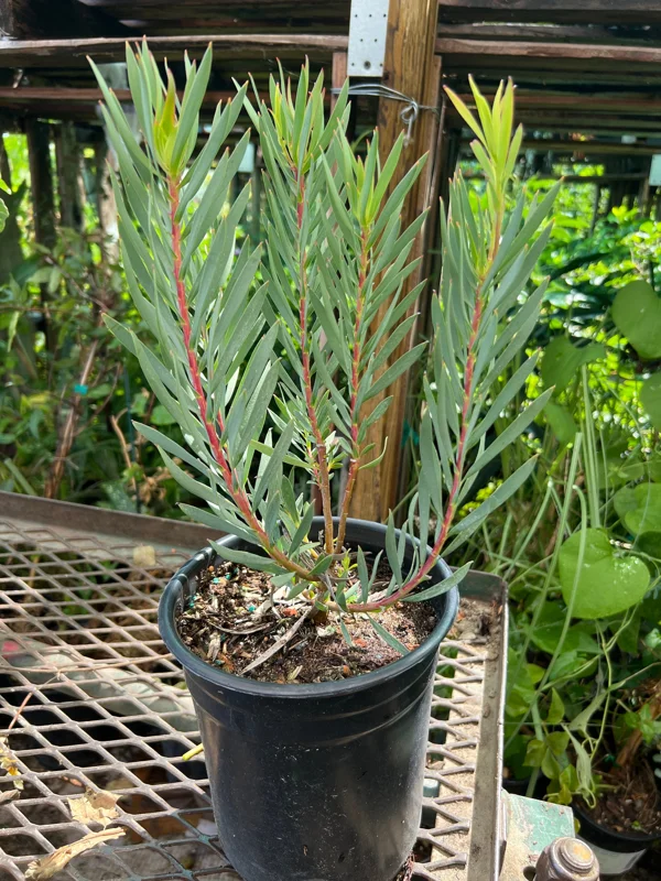 Leucadendron Salignum Golden Tulip Live Plant – 1ft Tall in 6" Pot – Outdoor Shrub - Image 2
