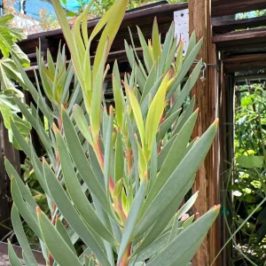 Leucadendron Salignum Golden Tulip Live Plant – 1ft Tall in 6